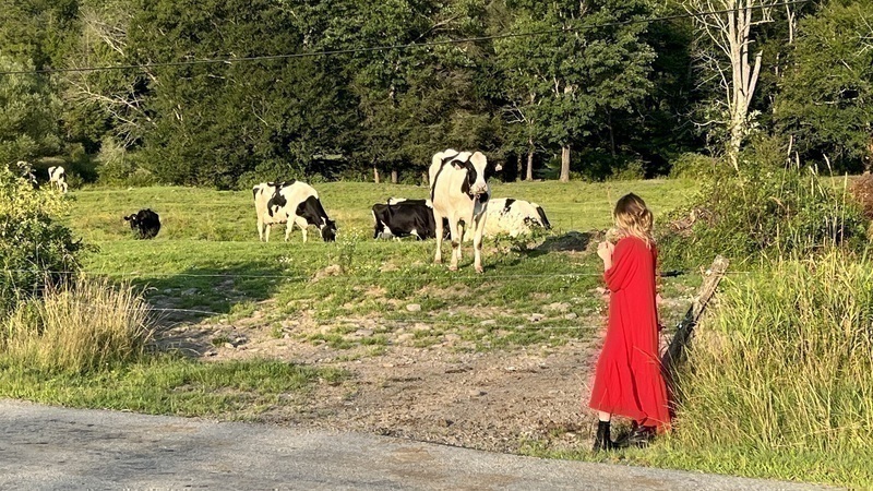 cows